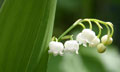 Lily of the Valley