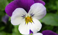 Pansy