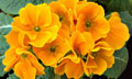 Primrose