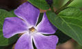 Periwinkle